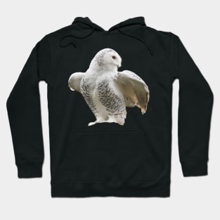 Owl Snow Hoodie